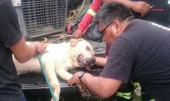厄瓜多尔搜救犬地震废墟中勇救7人 突发中风以身殉职