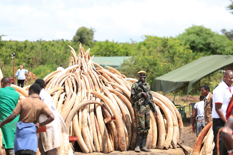 肯尼亚将销毁105吨象牙 仪式准备已完成