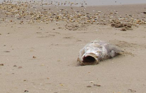 越南政府总理指示紧急查清中部省份鱼大规模死亡原因
