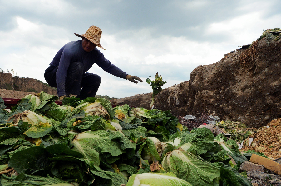 甘肃榆中菜贱伤农