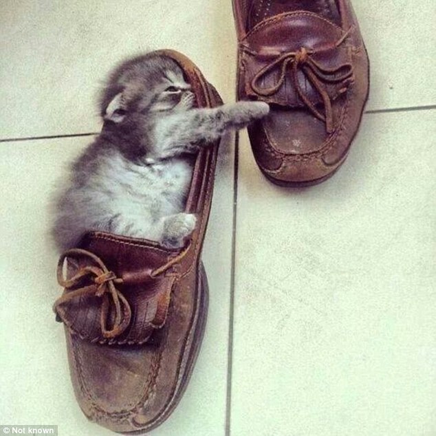 国外网友晒照猫咪也爱穿鞋子