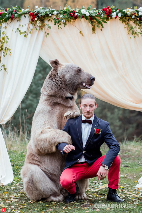 俄罗斯新人请了一头大棕熊当婚礼“见证人”