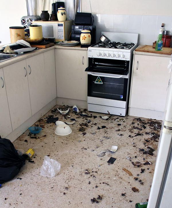 14只猫被锁房中 被迫同类相食场面惨烈