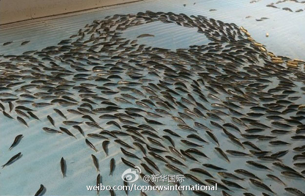 日本滑冰场冰面下冻5000条鱼 创意过头惹众怒