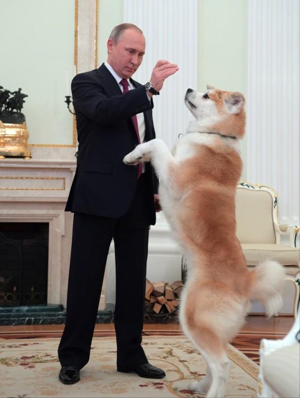 普京接受日媒採訪前與秋田犬玩耍系安倍贈送