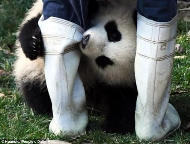 熊猫宝宝骑烈马驰骋疆场无愧世界萌王之王