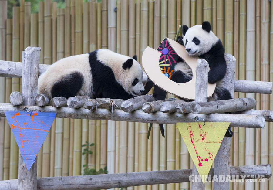 加拿大出生的龙凤胎大熊猫过两周岁生日