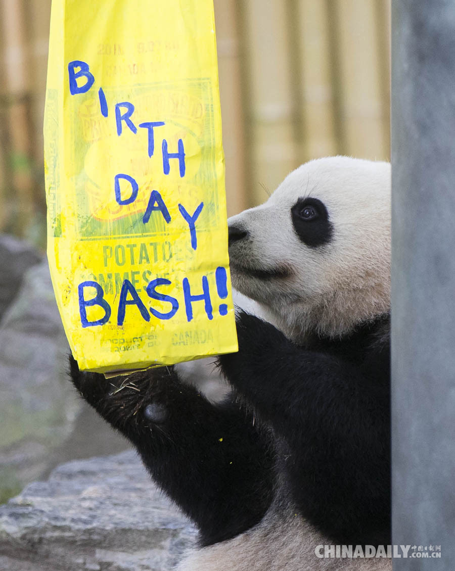 加拿大出生的龙凤胎大熊猫过两周岁生日